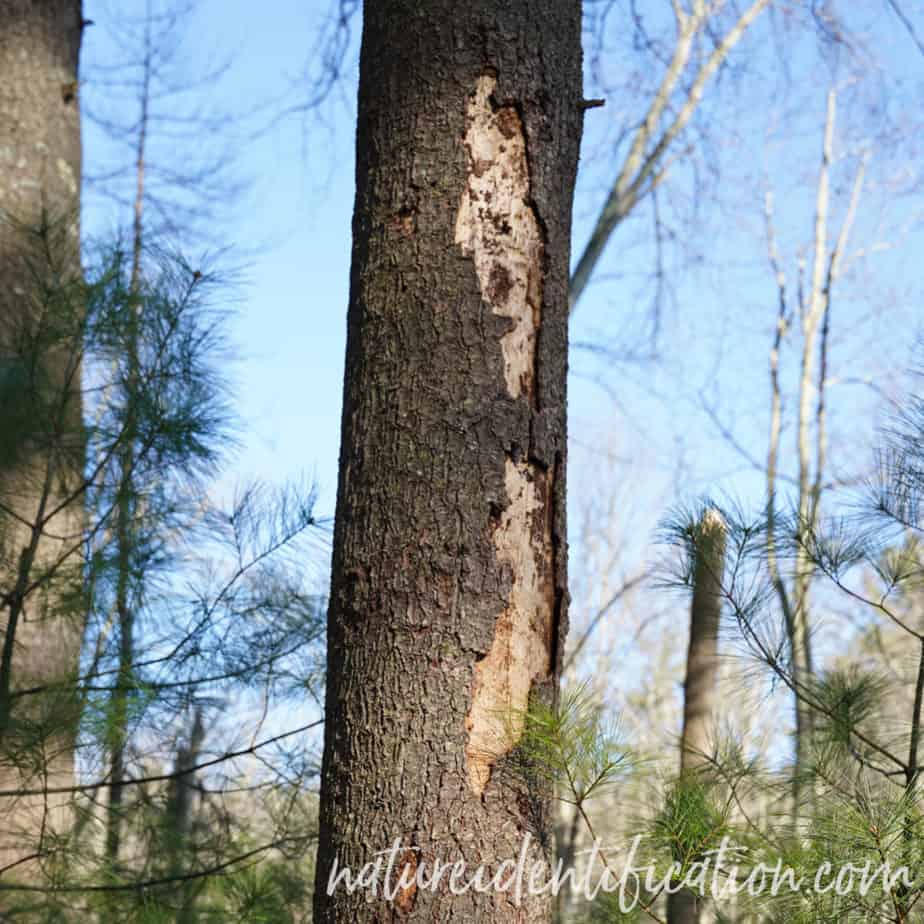 Bark sloughing from a woodpecker on a white pine tree