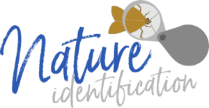 Nature Identification.com Logo
