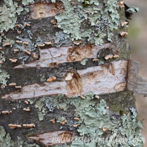 A woodpecker peeled the bark of this tree and then pecked for beetles nested in the wood
