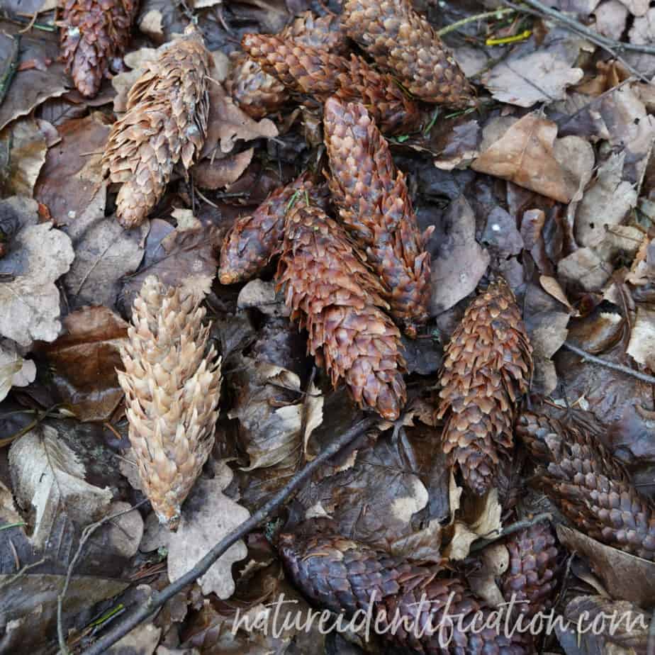 Fallen pines cones that have been hammered open by a great spotted woodpecker at the base of a white oak tree