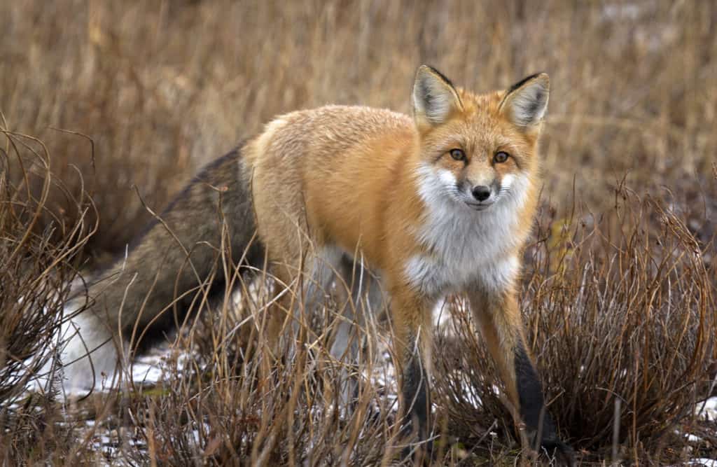 How to Identify Red Fox (Vulpes vulpes) Tracks – Nature Identification