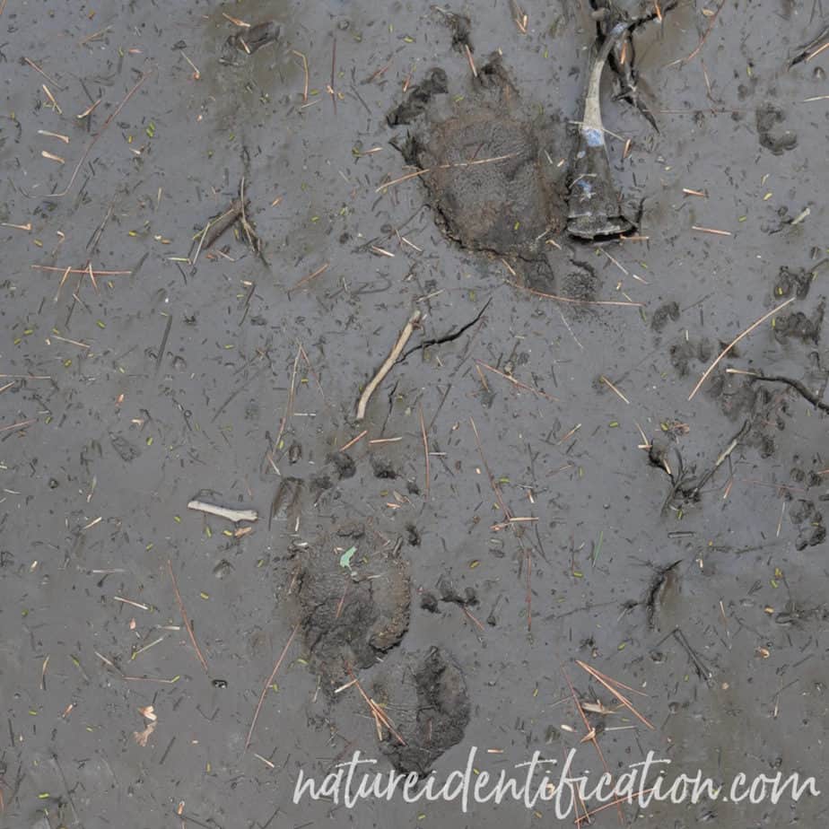 Porcupine tracks in mud