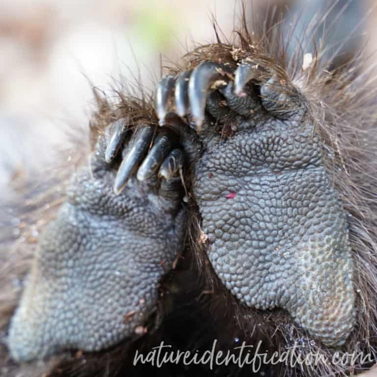 How to Identify Porcupine (Erethizon dorsatum) Tracks – Nature ...