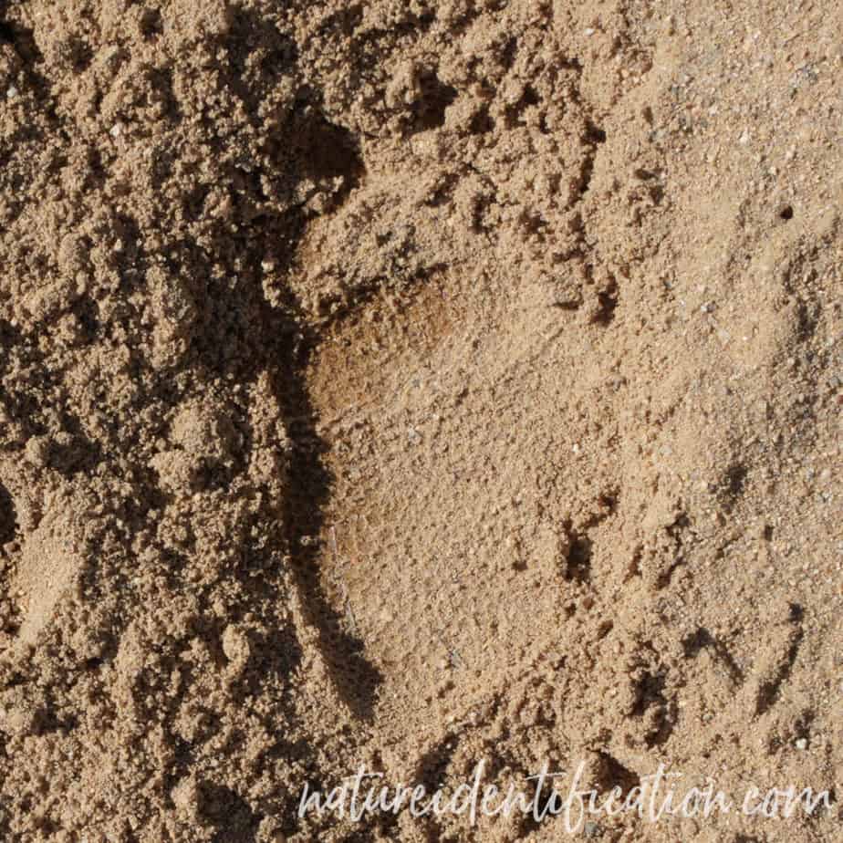 Porcupine tracks in silty sand