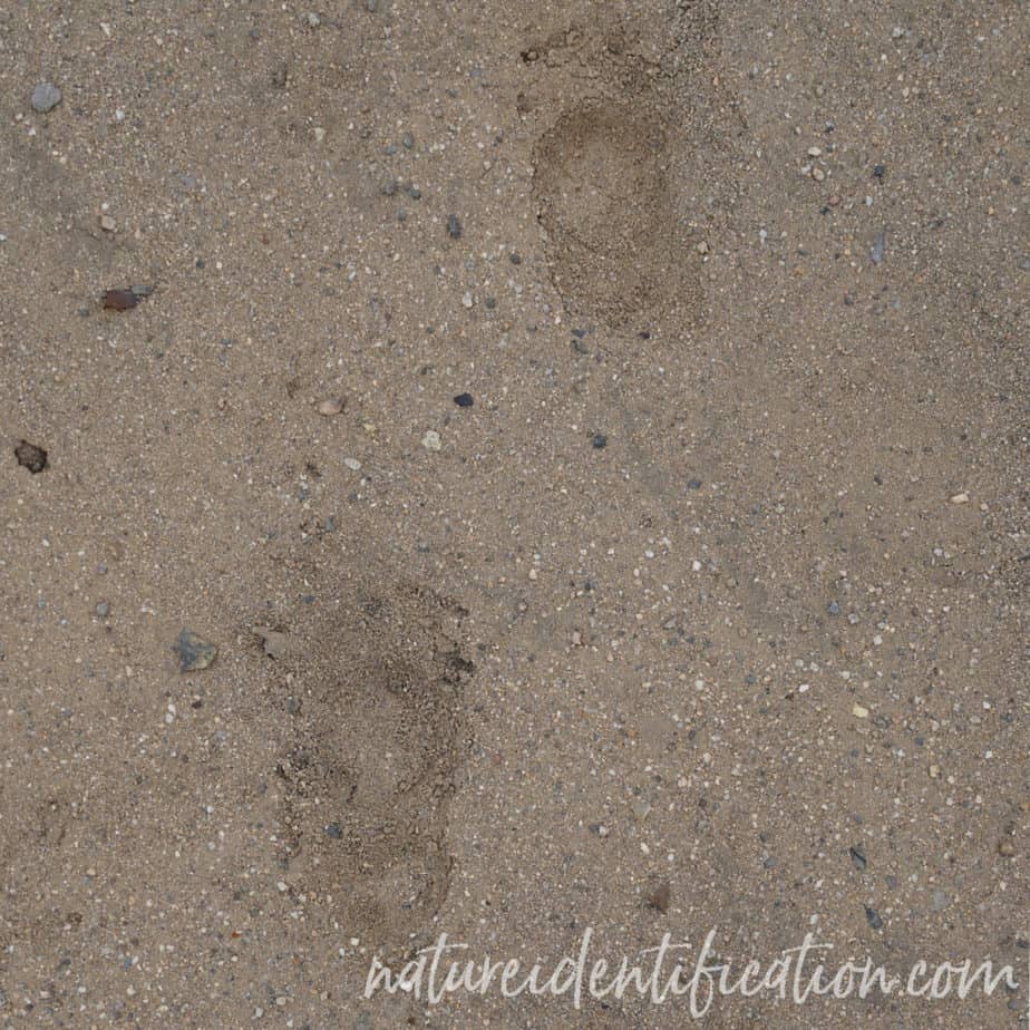 Porcupine tracks in sand