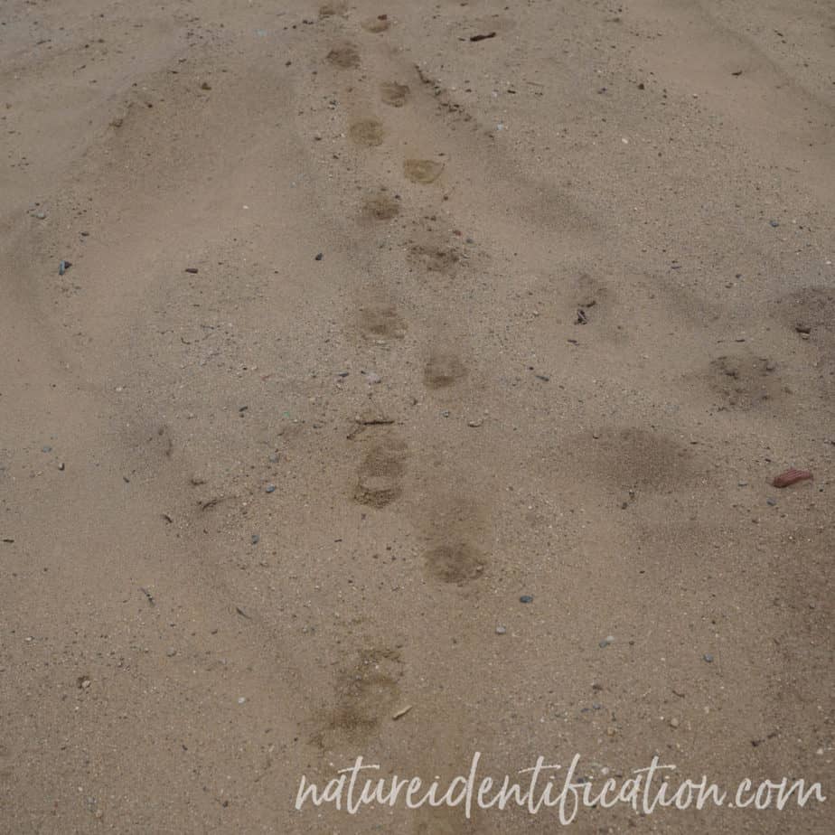 Porcupine trail through sand