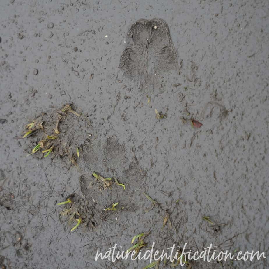 Red fox tracks (front and hind feet) in mud