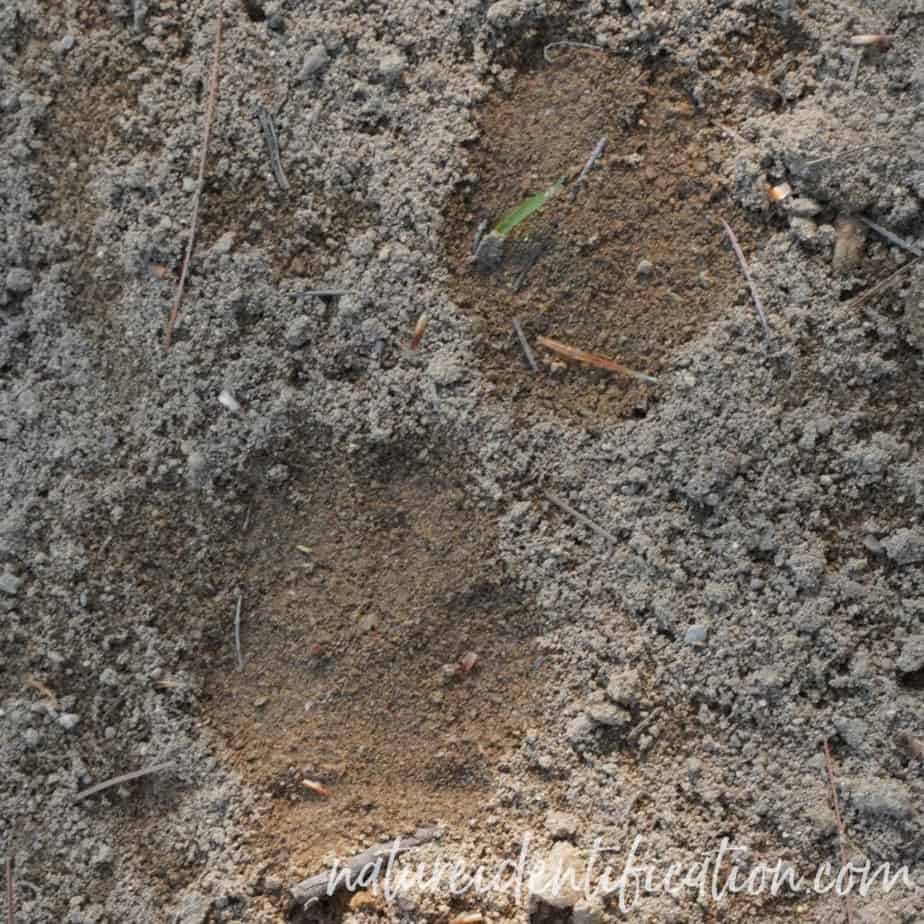 Red fox tracks in mud sand dirt