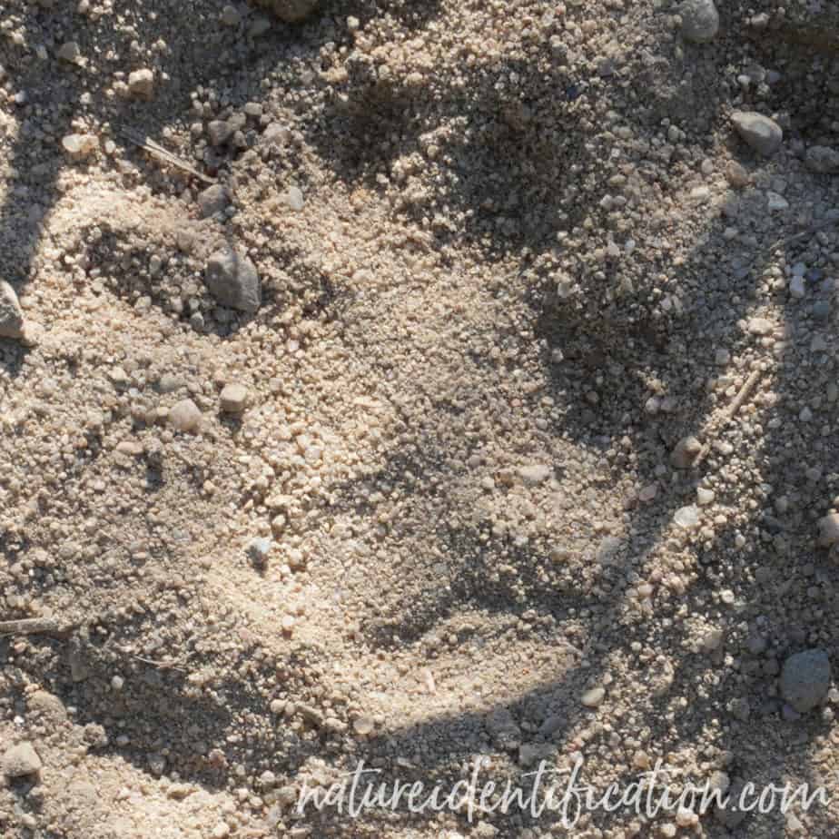 direct register red fox track in sand mud silt