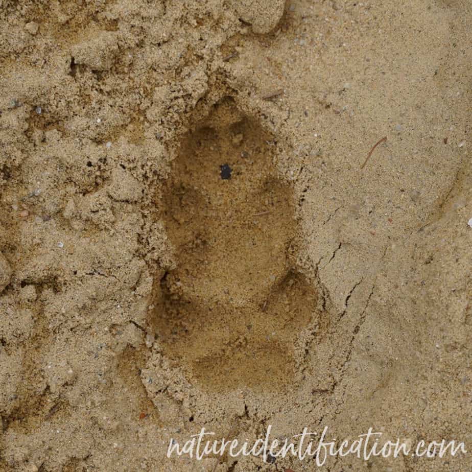 Red fox direct register of the rear foot over the front foot in sand
